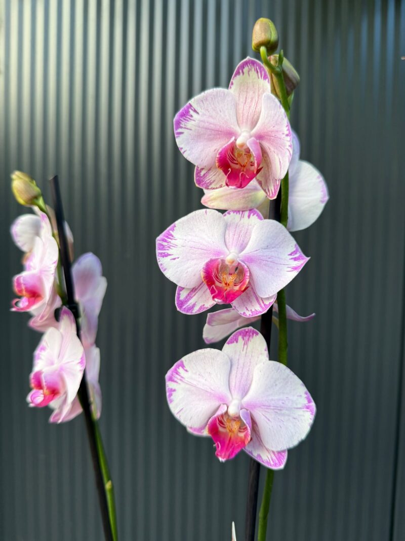phalaenopsis fong tien’s amapearl cone pearl | Storczyk