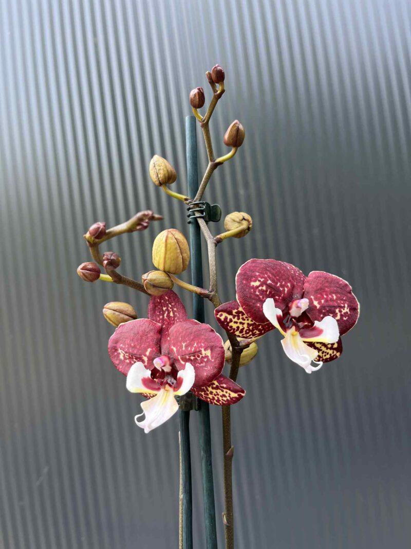 Phalaenopsis Chocolate “Kizz” | Storczyk