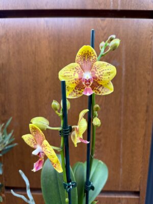 Phalaenopsis Limited 12 | Storczyk Przekwitnięty