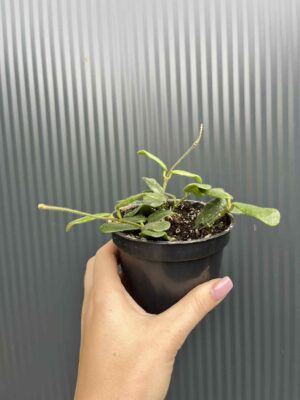 Hoya Rotundiflora