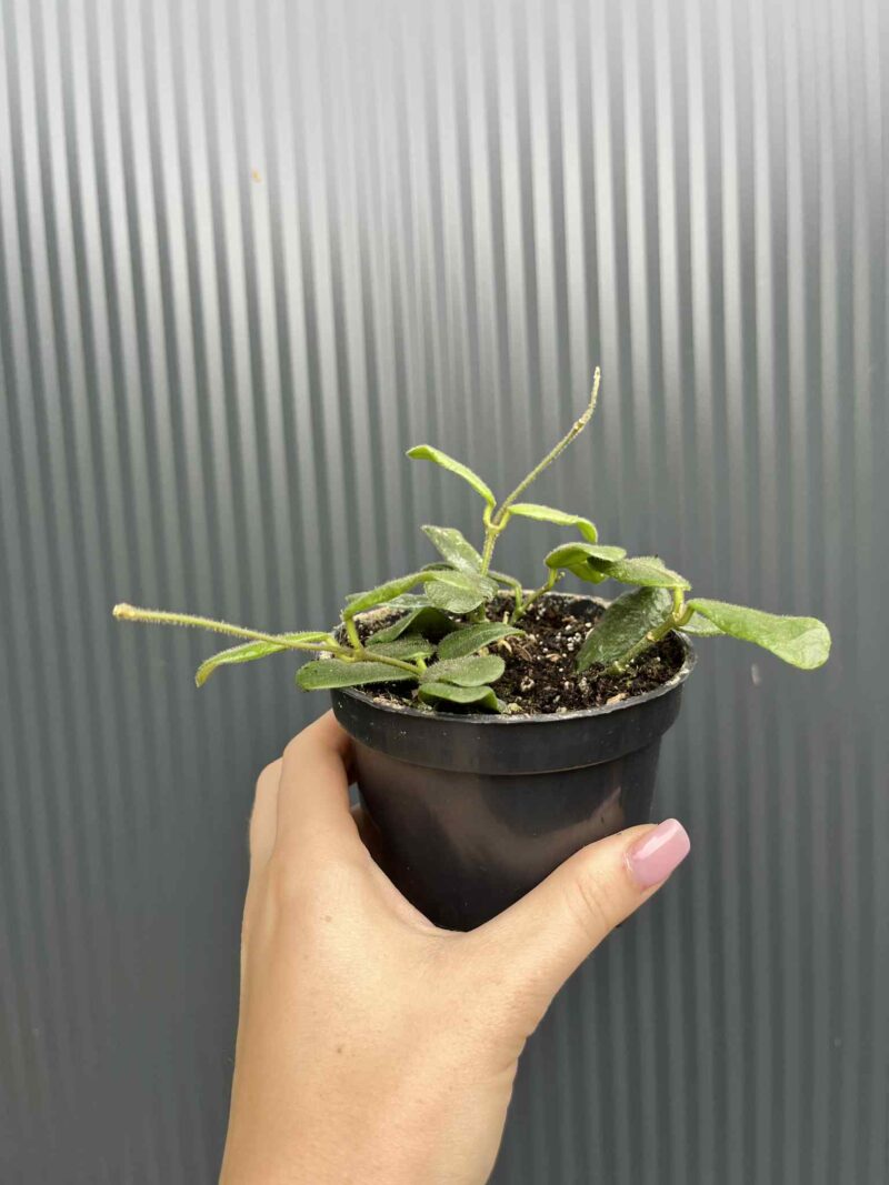 Hoya Rotundiflora