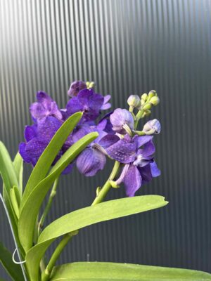 Storczyk Vanda 3