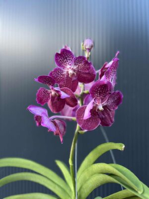 Storczyk Vanda “Hybryda Special ” 6