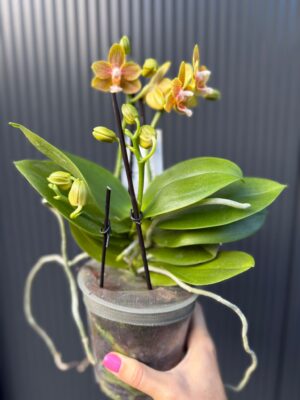 Phalaenopsis table masterpiece | Storczyk