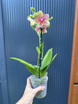 Phalaenopsis Anthura Grosseto | Storczyk