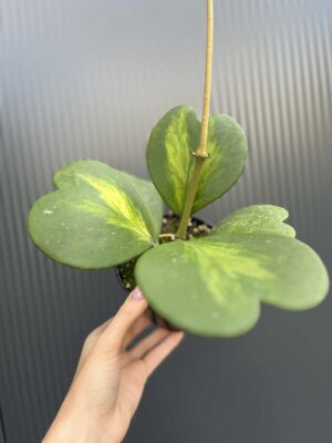 Hoya Kerri Variegata