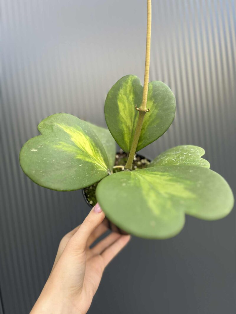 Hoya Kerri Variegata