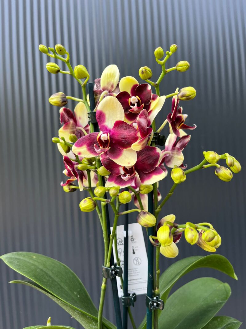 Phalaenopsis Catania | Storczyk