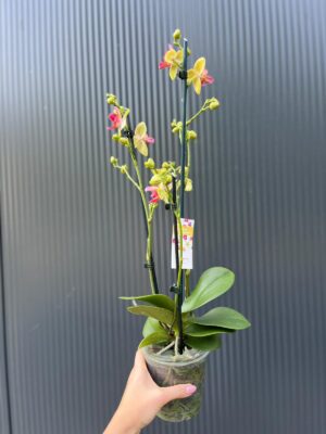 Phalaenopsis Chi-Yueh Kalejdoskop peloric | Storczyk przekwitający