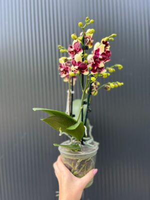 Phalaenopsis Catania | Storczyk