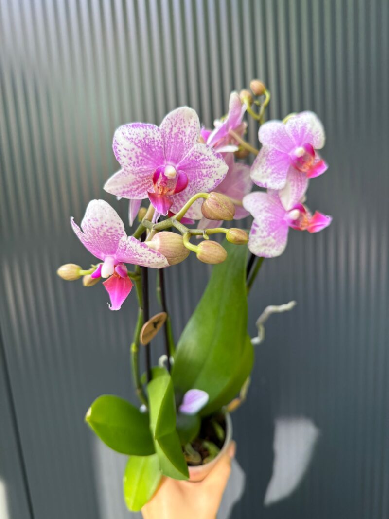 Phalaenopsis Multiflora Rotterdam | Storczyk