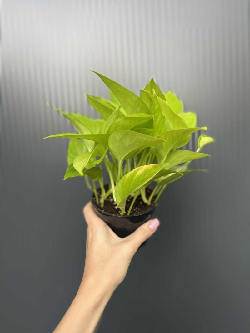 Epipremnum Neon