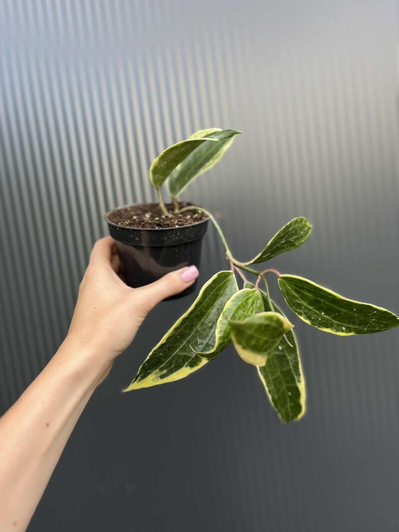 Hoya macrophylla Variegata