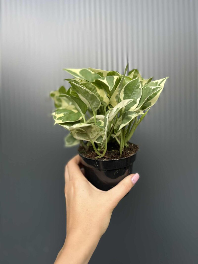 Epipremnum N’Joy’