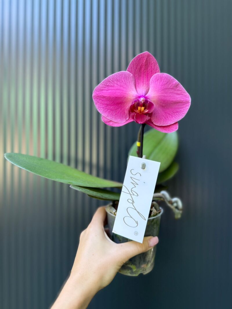 Phalaenopsis Singolo Hida | Storczyk