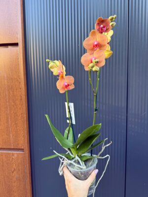 Phalaenopsis Orange Sun | Storczyk