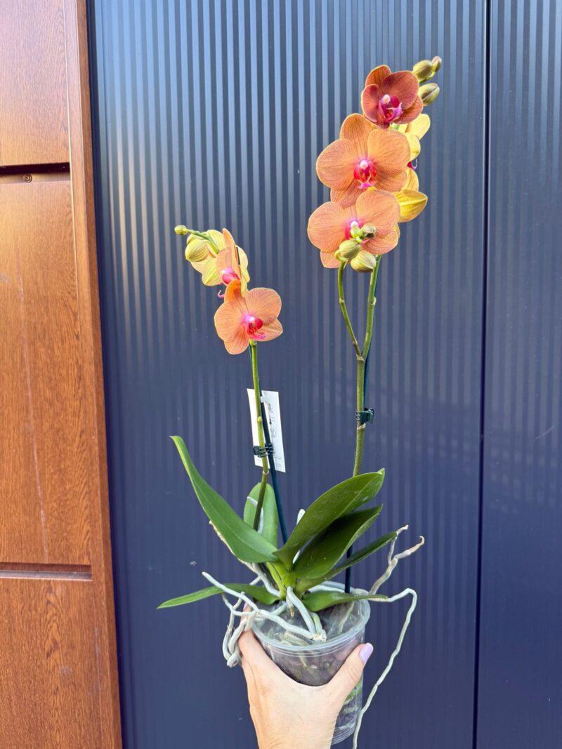 Phalaenopsis Orange Sun | Storczyk
