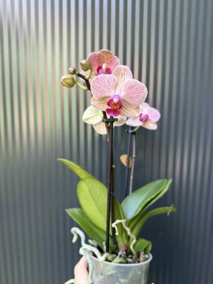 Phalaenopsis ‘France’ | Storczyk