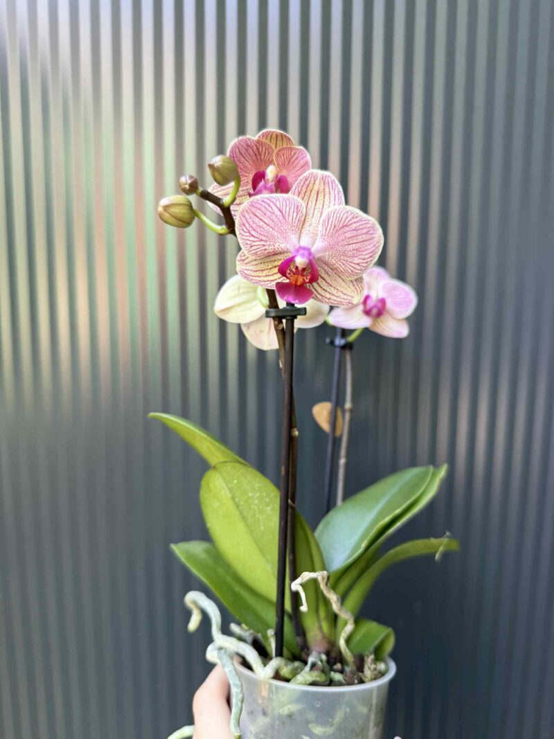 Phalaenopsis ‘France’ | Storczyk