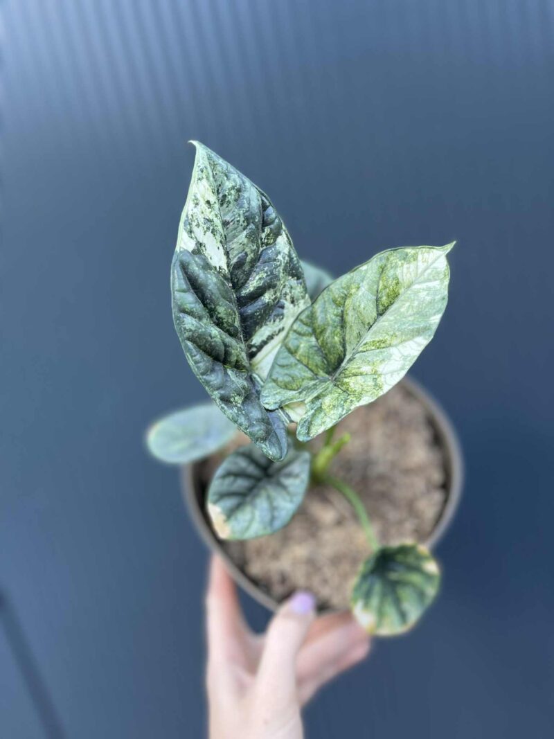 Alocasia Sinuata Variegata Alocasia Sinuata Variegata