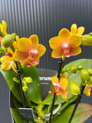 Phalaenopsis ‘Dazzling Drops of the Sun’ | Storczyk