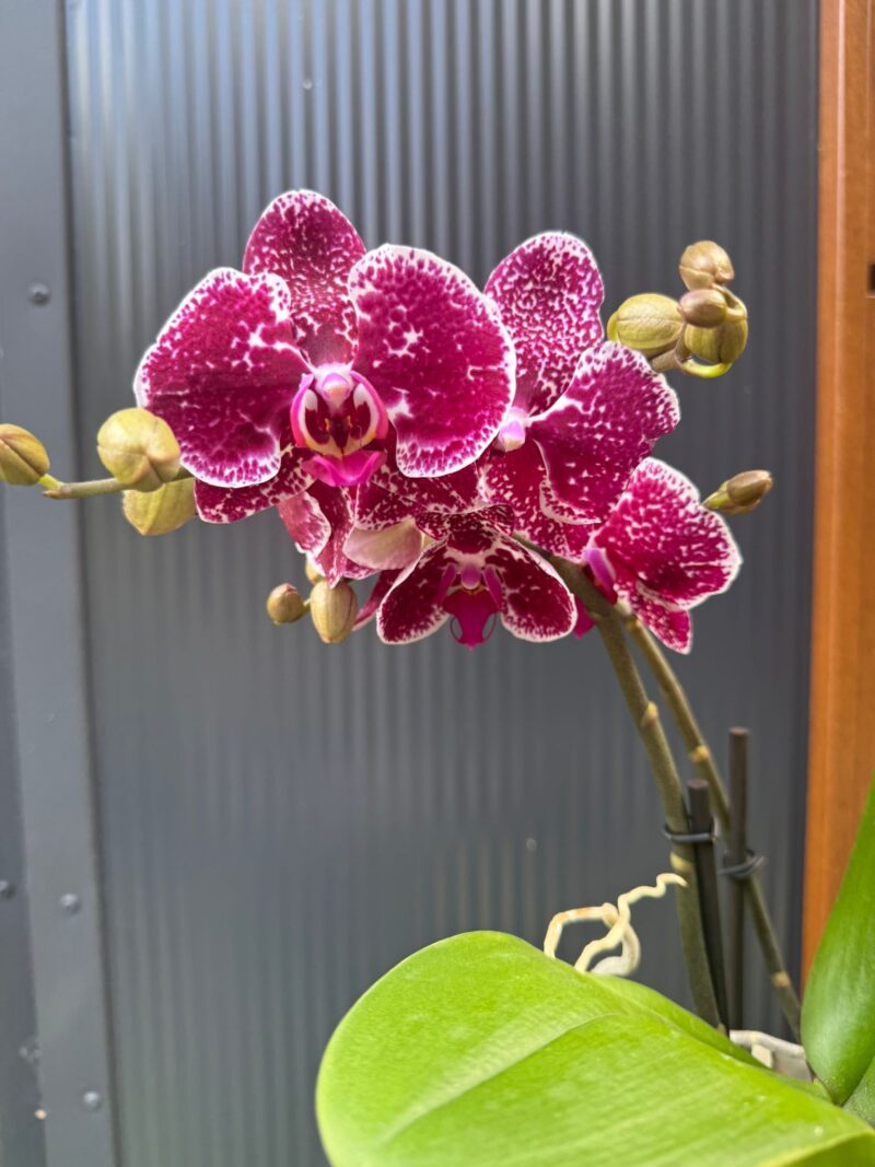 Phalaenopsis Spirit Red | Storczyk Przekwitnięty