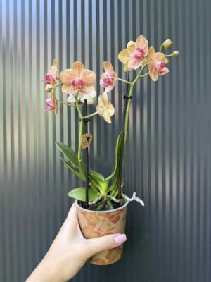 Phalaenopsis ‘Jamaica’ | Storczyk