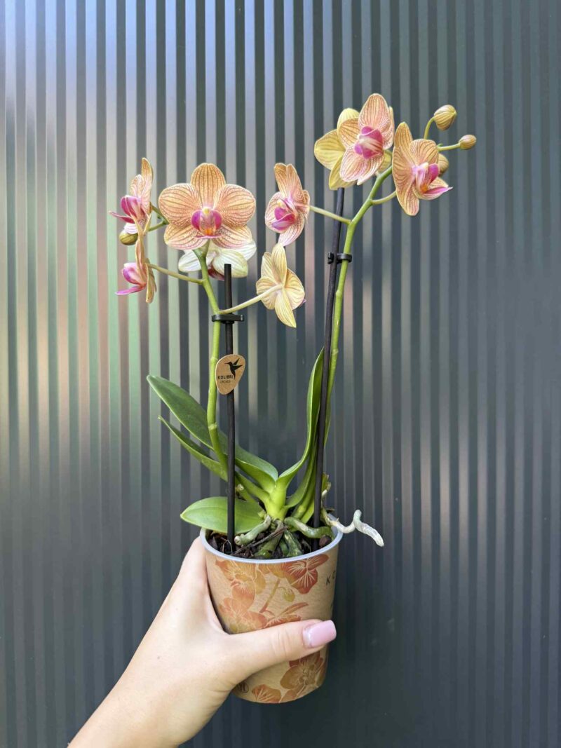 Phalaenopsis ‘Jamaica’ | Storczyk