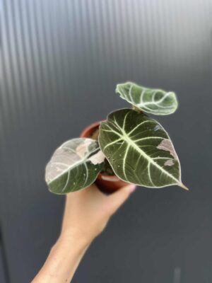 Alocasia Black Velvet Pink Variegata