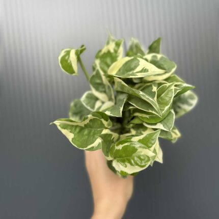 Epipremnum N’Joy’