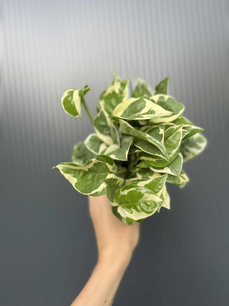 Epipremnum N’Joy’