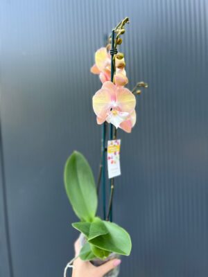 Phalaenopsis Tina | Storczyk