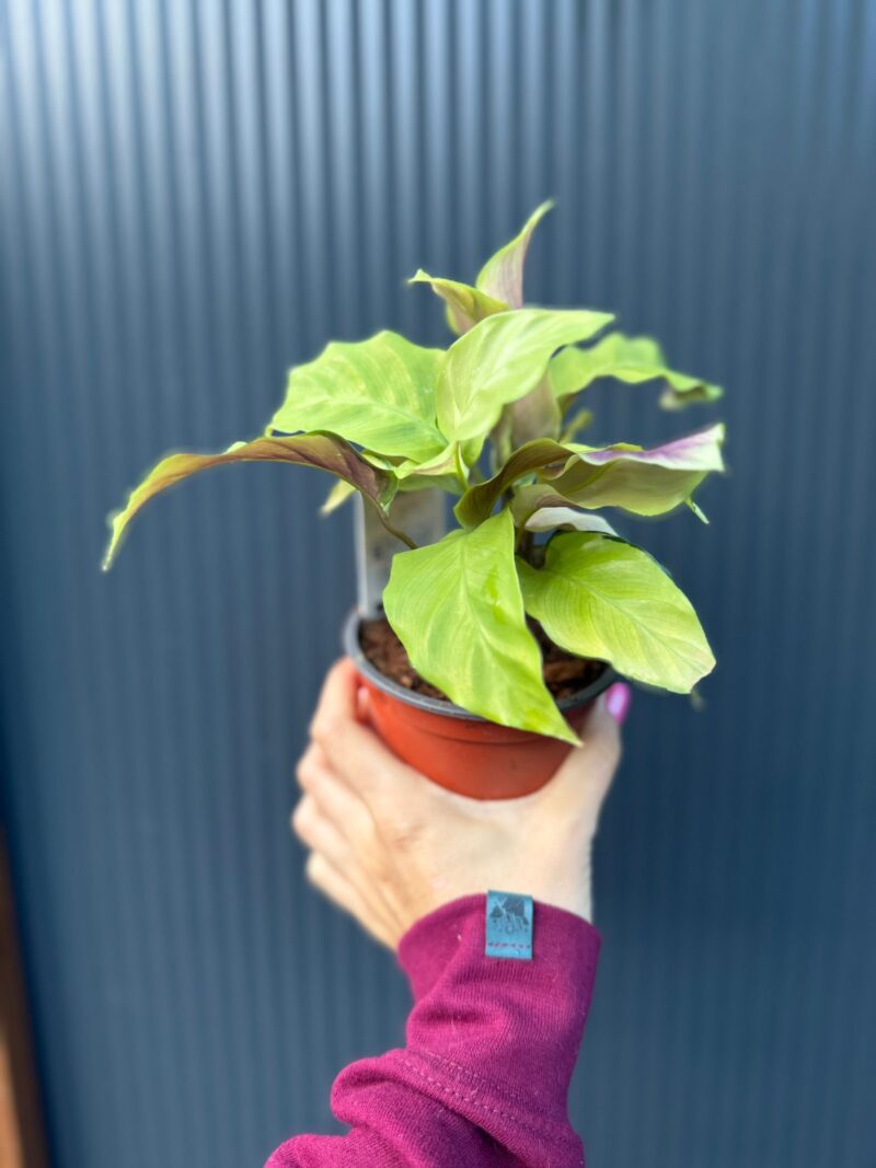 Calathea yellow fusion
