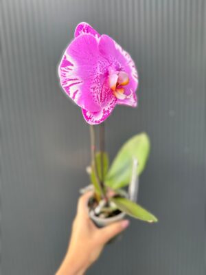 Phalaenopsis Singolo Victorio | Storczyk