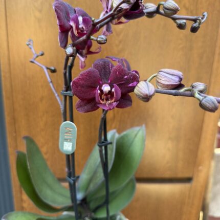 Phalaenopsis ‘Cartagena’ | Storczyk