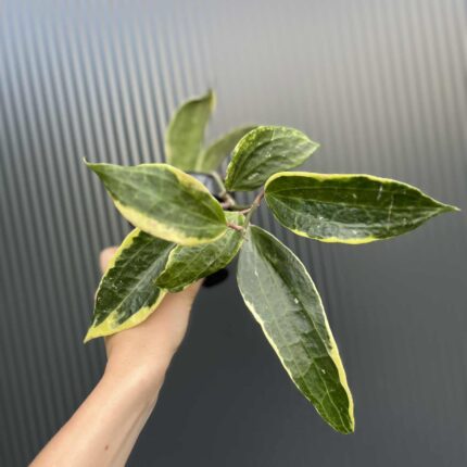 Hoya macrophylla Variegata