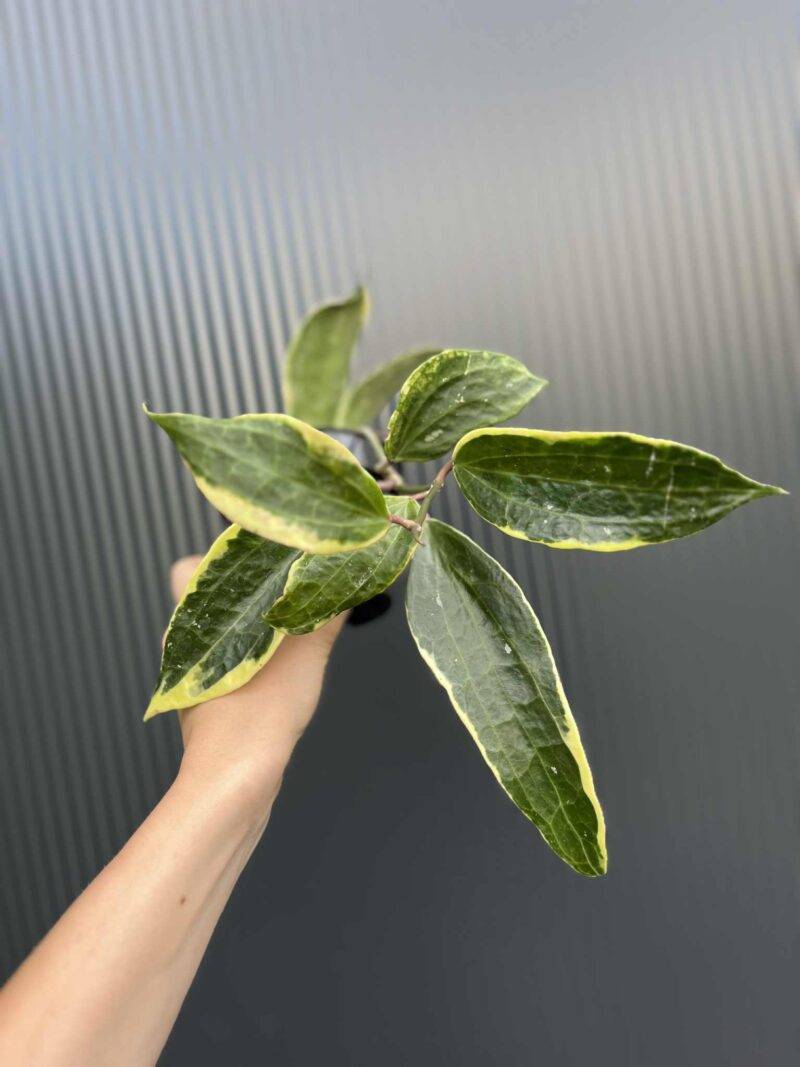 Hoya macrophylla Variegata
