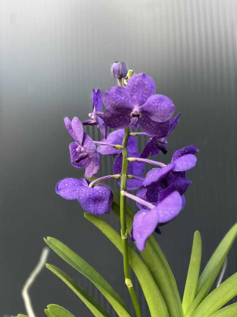 Storczyk Vanda 1