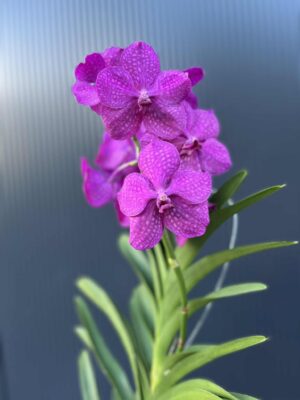 Storczyk Vanda “Hybryda Special ” 5 przekwitnięta