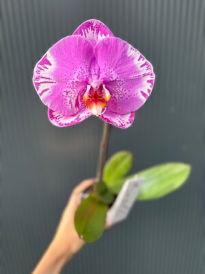 Phalaenopsis Singolo Victorio | Storczyk