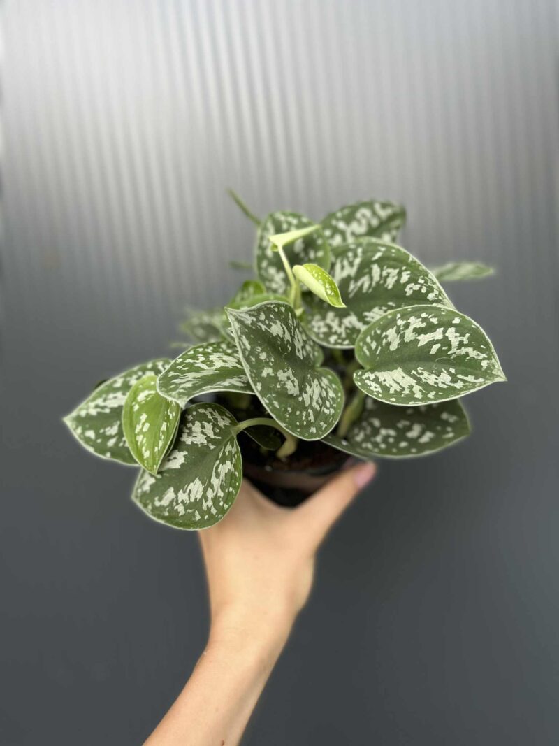 Scindapsus pstry
