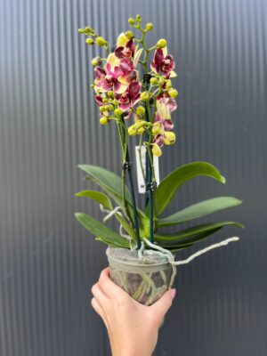 Phalaenopsis Catania | Storczyk