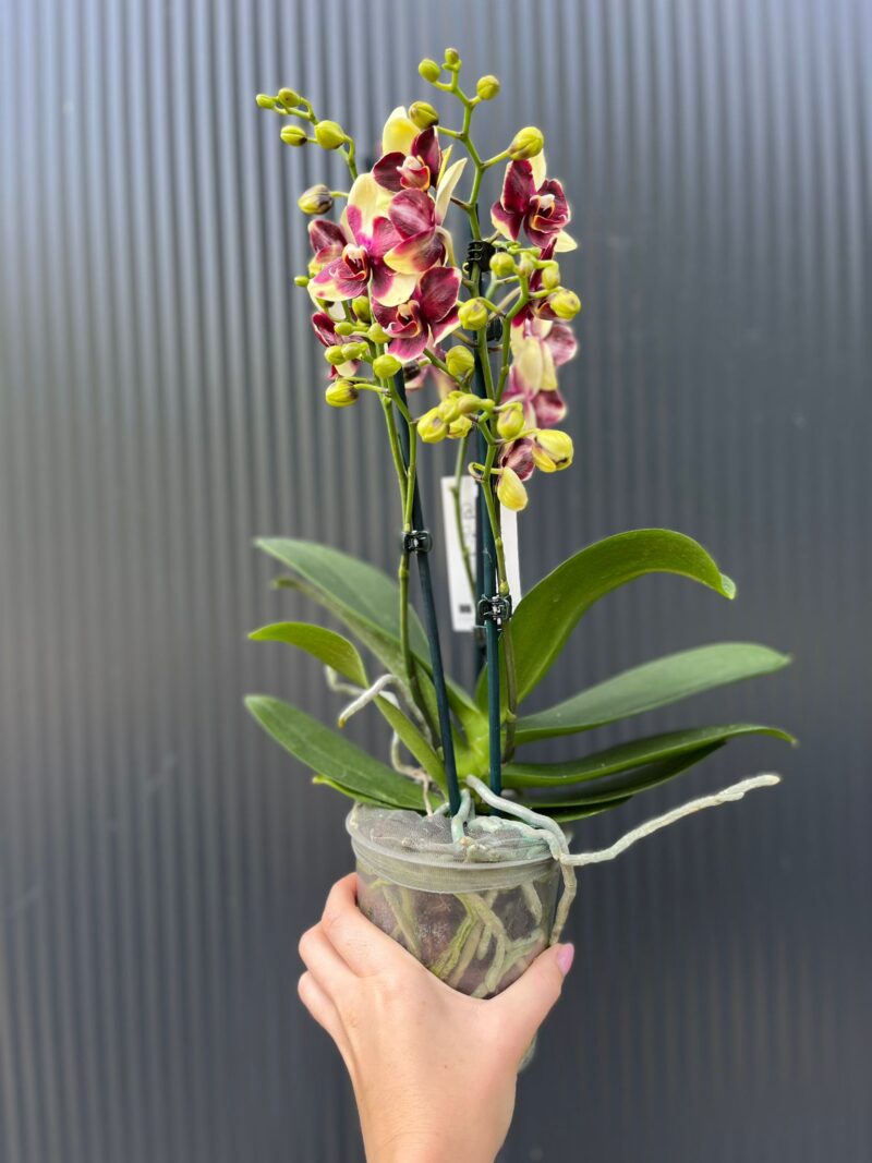 Phalaenopsis Catania | Storczyk