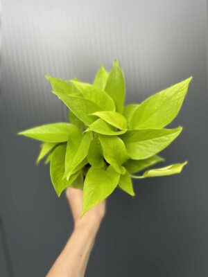 Epipremnum Neon