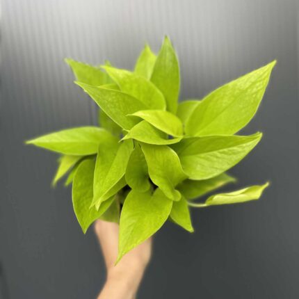 Epipremnum Neon