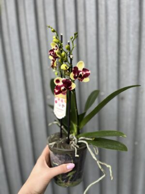 Phalaenopsis Catania | Storczyk