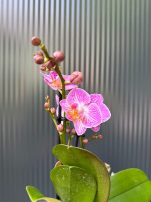 Phalaenopsis Multiflora Switzerland | Storczyk