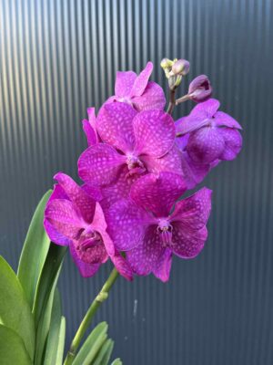 Storczyk Vanda “Hybryda Special ” 5 przekwitnięta