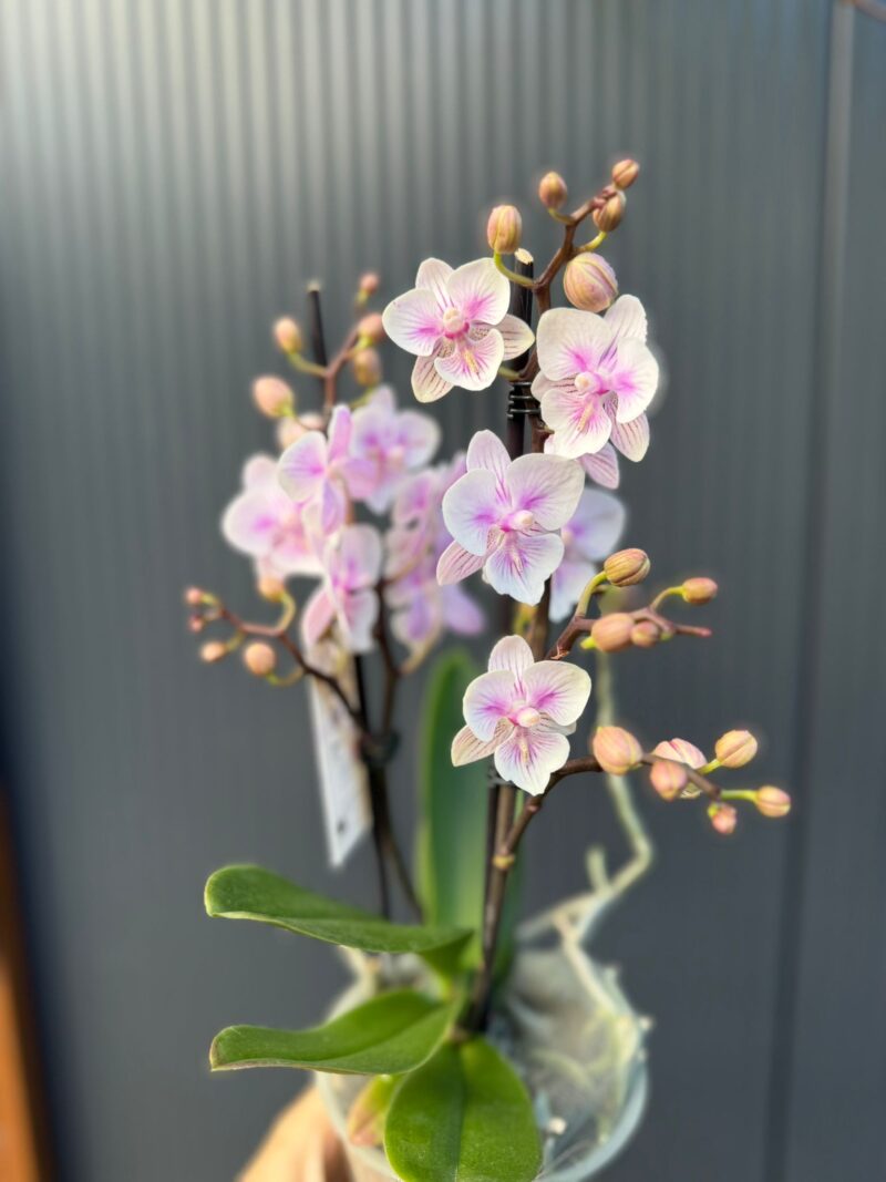 Phalaenopsis pink bubble big lip | Storczyk