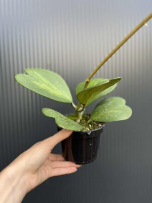 Hoya Kerri Variegata